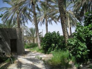 Intérieur d'une palmeraie de Biskra