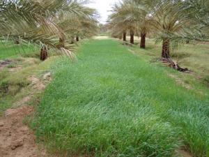 Plantation de Palmiers dans la périphérie de Biskra