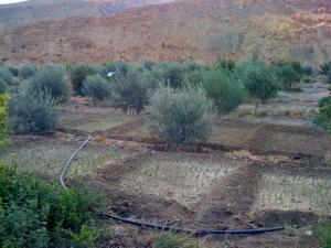 Plantation d'Arbres aux alentours de Biskra
