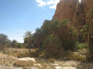 Une palmeraie de Djemina (Wilaya e Biskra)