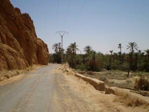 Palmeraie à Khenguer Sidi Nagi (Wilaya de Biskra)