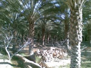 Une palmeraie de la commune de Khenguet Sidi Nagi