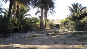 Une oasis de Ain Fares (Wilaya de Biskra)