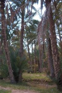 Palmeraie de Sidi Okba à Biskra