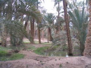 Une palmeraie de Sidi Okba à Biskra
