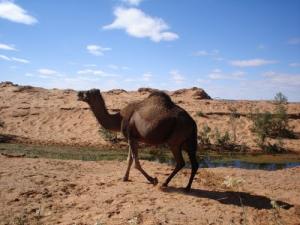 Dromadaire à Bechar