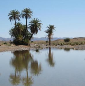 Aux abords d'une Oasis de Béchar
