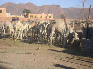 Elevage de Dromadaires à Bechar