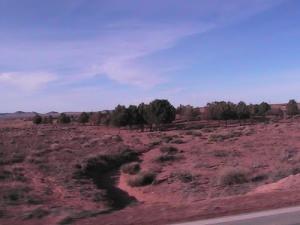 Sapins dans la périphérie de Bechar