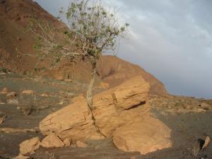 Un Arbre poussé à coeur du Roc !