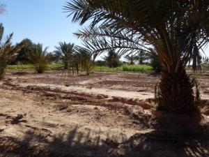 Une Plantation de palmiers à Béchar