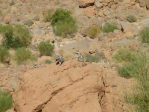 Petites Bêtes du désert dans la périphérie de Béchar