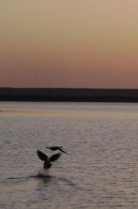 Danse d'oiseaux au barrage de Béchar