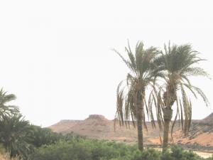 Palmiers Jumeaux à Igli