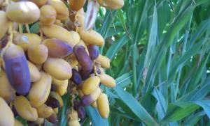 les dattes en phase de maturation