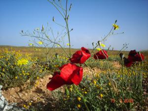Coquelicot en plin désert de Béchar