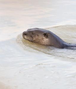 Une Loutre à Béchar
