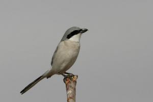 Un Oiseaux de Béchar
