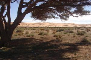 OMBRE D'ACACIA - IGLI