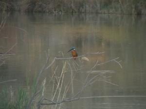 Martin Pêcheur au grand barrage de Béchar