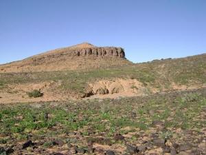Végétation aux alentours de Béchar