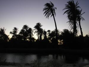 Une palmeraie à Madjen