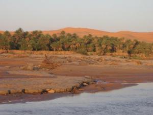 Une Palmeraie de Béchar