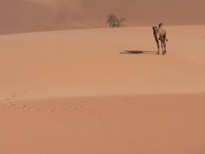 Un Dromadaire du Sahara Algérien