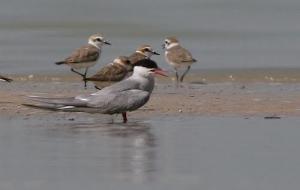 Echantillons de faune au grand barrage de Béchar
