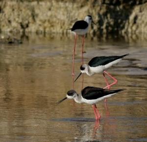 Echasse blanche au grand barrage de Béchar