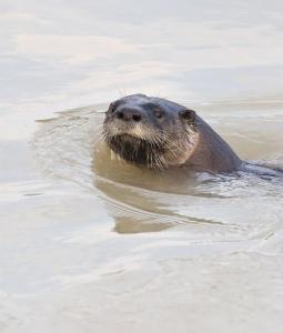 Une loutre au grand barrage de Béchar