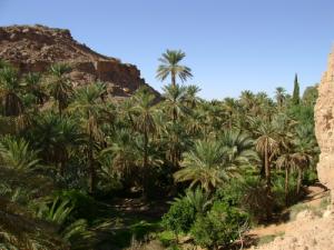 Une Palmeraie de Béchar