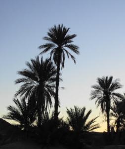 Les Hauts palmiers de Béchar