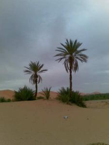 Palmier à l'état sauvage