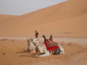 Dromadaire au repos à Taghit
