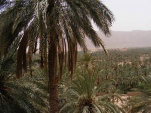 Une Palmeraie de Béchar