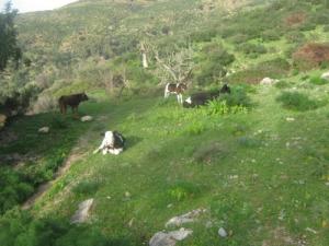 Une ferme dans la périphérie de Blida
