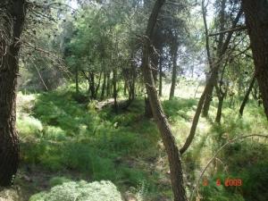Paysage de la forêt de Blida