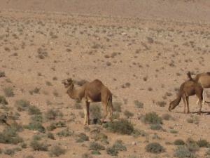 إبل الصحراء الجزائرية