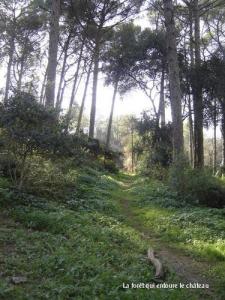 Beauté de la forêt de Blida