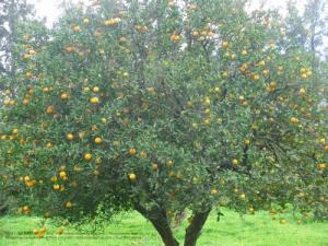 Amroussa (Bouinan - Atlas blidéen), Wilaya de Blida