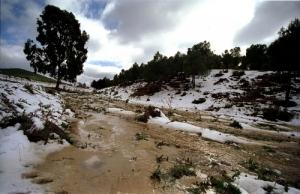 Forêt de Blida sous la neige