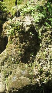 CASCADE D'EAU DOUCE A CHIFFA RN01 VERS BLIDA