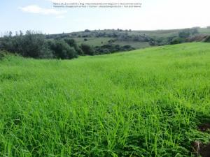 Laazayeb (Hauteurs de Amroussa - Atlas blidéen), W. de Blida