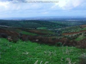 Laazayeb (Hauteurs de Amroussa - Atlas blidéen), W. de Blida