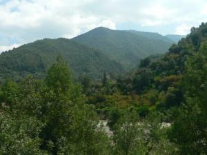 Verdure de la forêt de Hamman Melouane