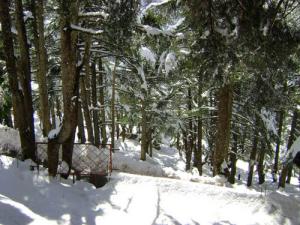 La forêt de Chréa sous la neige