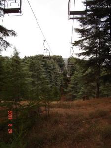 Foret de Chrea aux abords de Blida