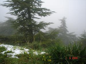 Chréa brouillard et neige