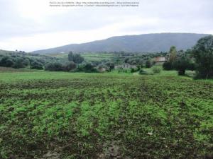 Champ agricole dans la périphérie de Blida